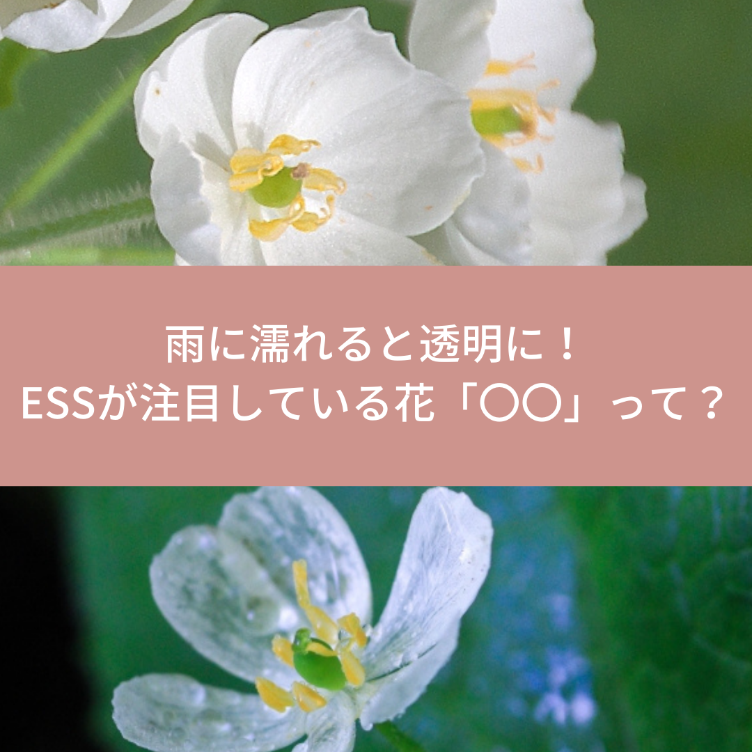雨に濡れると透明になる神秘的な花 にessが注目する理由とは 株式会社 イー エス エス 雨に濡れると透明になる神秘的な花 にessが注目する理由とは 株式会社 イー エス エス